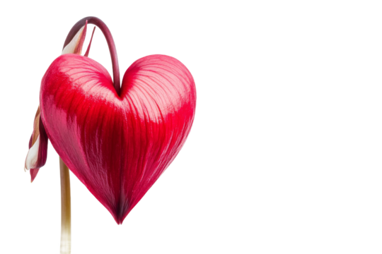 Heart shaped flower in vibrant red color