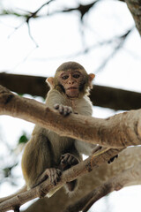 Cute Monkey Sitting on a Tree