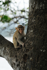 Cute Monkey Sitting on a Tree