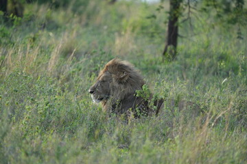 portrait of a male lion in the serengeti national park in the morning light, wallpaper headshot, idyllic wildlife