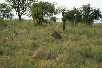 portrait of a male lion laying in the grass in the serengeti national park, wallpaper, happy