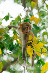 Cute Monkey Sitting on a Tree