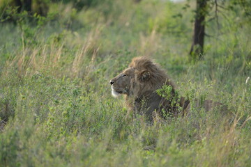 Fototapeta premium portrait of a male lion in the serengeti national park in the morning light, wallpaper headshot, idyllic wildlife