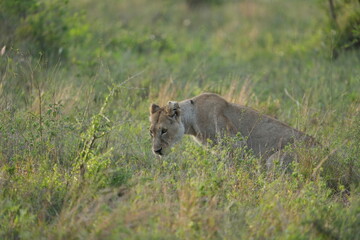 portrait of a female lion (lioness) laying in the grass in the morning light, wallpaper, idyllic headshot