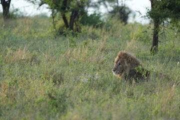 portrait of a male lion in the serengeti national park in the morning light, wallpaper headshot, idyllic wildlife