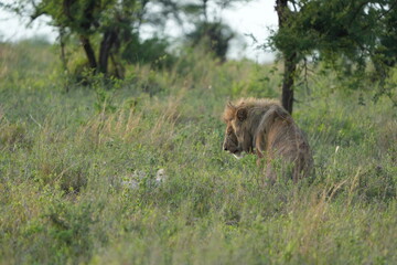 portrait of a male lion in the serengeti national park in the morning light, wallpaper headshot, idyllic wildlife
