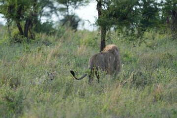 male lion standing in the high grass of the serengeti national park, wallpaper, back towards camera
