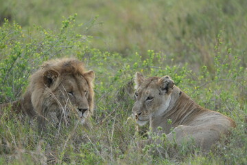 portrait of a male and female lion lying together in the grass in the serengeti in the morning (tanzania, wallpaper idyllic background)