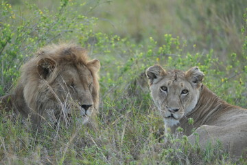 portrait of a male and female lion lying together in the grass in the serengeti in the morning (tanzania, wallpaper idyllic background)