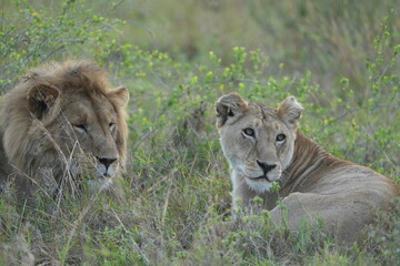 portrait of a male and female lion lying together in the grass in the serengeti in the morning (tanzania, wallpaper idyllic background)