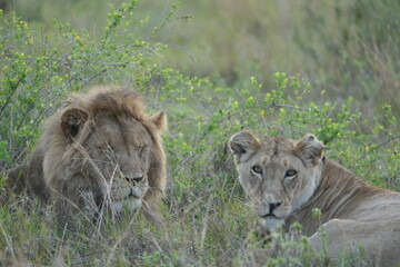 portrait of a male and female lion lying together in the grass in the serengeti in the morning (tanzania, wallpaper idyllic background)