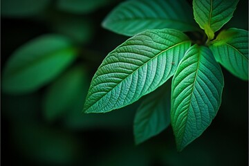 Lush green leaves with prominent veins, close-up shot against dark background.