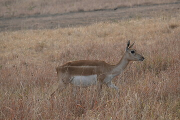 A female black buck is seen roaming in the dry grass area of a jungle