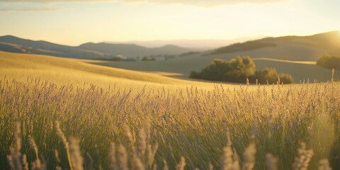 Golden Wheat Field Sunset Hills