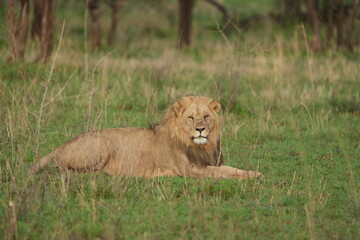 male lion in the grass in the serengeti national park tanzania