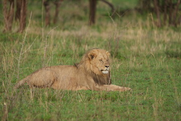 male lion in the grass in the serengeti national park tanzania