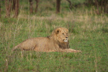 male lion in the grass in the serengeti national park tanzania