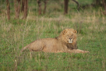lion in the grass