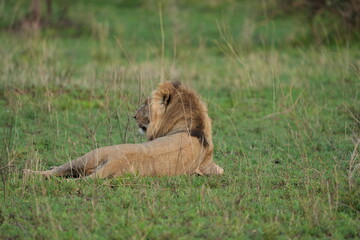 male lion in the grass in the serengeti national park tanzania
