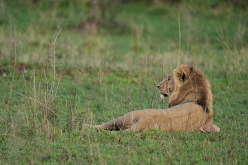 male lion in the grass in the serengeti national park tanzania