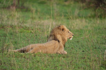 male lion in the grass in the serengeti national park tanzania