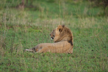 male lion in the grass in the serengeti national park tanzania