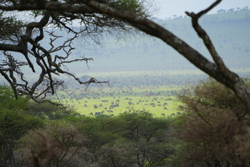 view of thousands of wildebeests (herd of gnus) in the serengeti national park during the migration