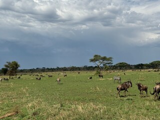 herd of wildebeest in serengeti
