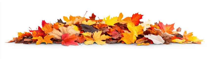 Fototapeta premium Autumn Leaves Pile on Transparent Background