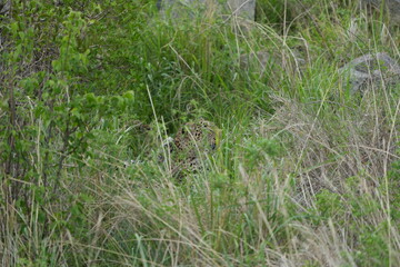 camouflaged leopard hiding with its cub in the serengeti national park in tanzania