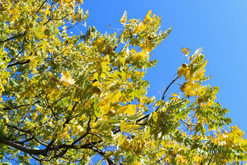 Yellow leaves against blue sky