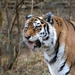 siberian tiger in winter - Panthera tigris altaica
