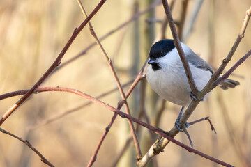Cute Small Willow tit on brunch