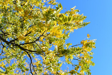 Yellow leaves on blue sky