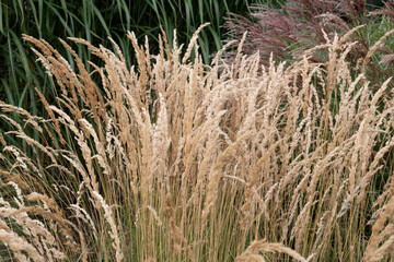 Plant or Common Reed, in the city park. A perennial wetland grass in the family Poaceae.