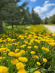 yellow dandelions in the field