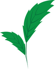 green leaves isolated on white