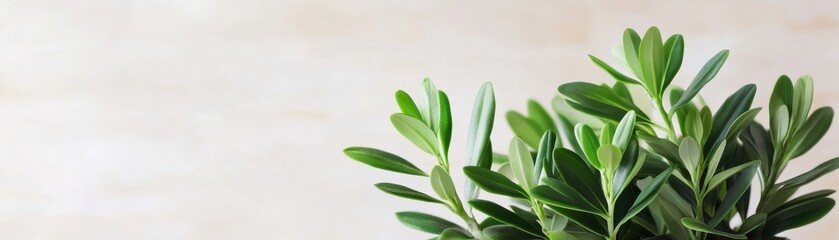 Obraz premium A close-up of a vibrant green succulent plant against a soft, neutral background, showcasing its glossy leaves and natural beauty.