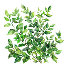 Watercolor green branch with fescue png.Branch with green leaves on isolated background. Greenery and watercolor botanical elements. Vector illustration.