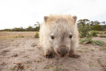 Wild Wombat Australia Tasmania Marsupial. 
Front close up.