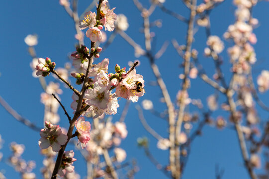 Branches d'amandier, gros plan sur les fleurs de couleur blanches ros&eacute;es avec un bourdon butinant, sur fond de ciel bleu