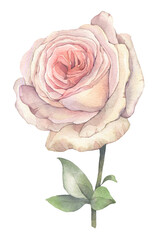 A delicate pink rose isolated on a white background. Hand-painted watercolor illustration.