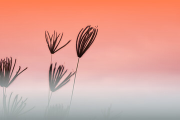 Beautiful grass flowers in soft and warm early morning light
of spring time. Nature flowers background with copy space.