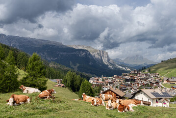 Pastoral scenery in San Cassiano, Badia, Italy, with grazing cows on lush meadows. The village,...
