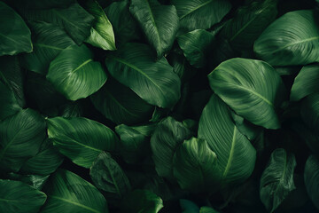 abstract green leaf texture, nature background, tropical leaf	