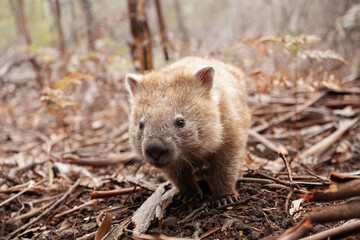 Fototapeta premium A small young wombat in the thicket.