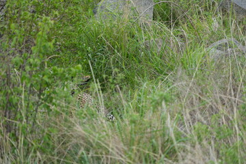 camouflaged leopard hiding with its cub in the serengeti national park in tanzania