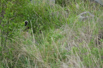 camouflaged leopard hiding with its cub in the serengeti national park in tanzania