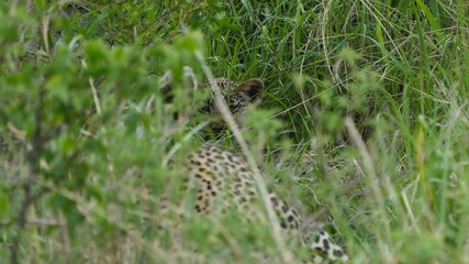 close up of a baby leopard portrait in the bushes of the serengeti national park, baby leapard hidden but looking in the camera