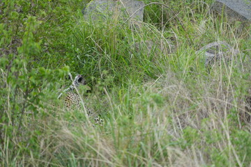 camouflaged leopard hiding with its cub in the serengeti national park in tanzania